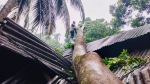 মেহেন্দিগঞ্জে কালবৈশাখী ঝড়ে ব্যাপক ক্ষয়ক্ষতি
