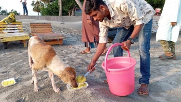 কুয়াকাটায় ঈদুল আযহার ছুটিকালে ক্ষুধার্ত প্রাণীদের জন্য খাবার সরবরাহ কার্যক্রম