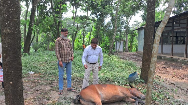 গৌরনদীতে আহত বেওয়ারিশ ঘোড়ার বিনামূল্যে চিকিৎসা দিলেন প্রাণিসম্পদ কর্মকর্তা