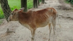 দশমিনায় খুরা ও লাম্পি স্কিন রোগের প্রাদুর্ভাব, ক্ষতিতে খামারি ও গৃহস্থরা