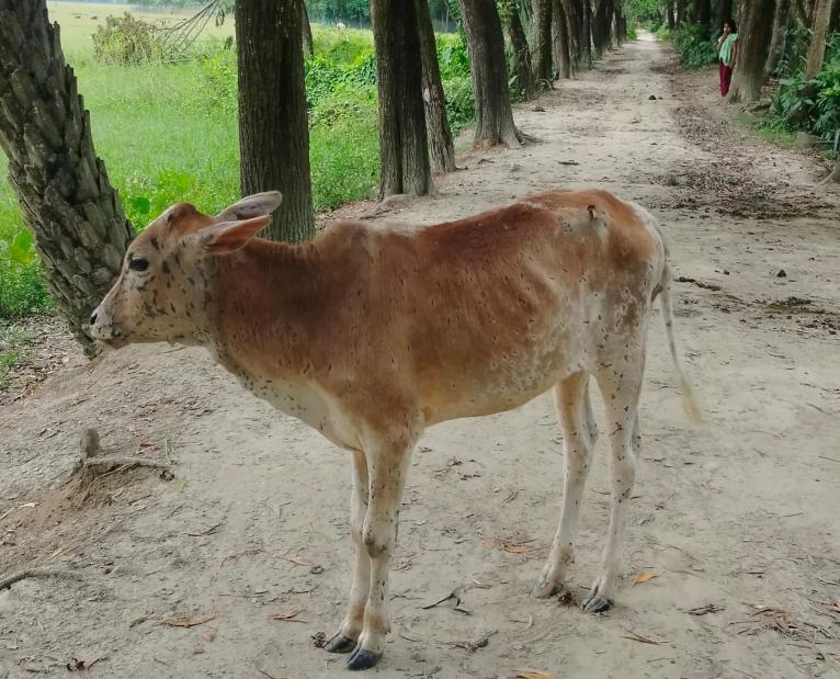 দশমিনায় খুরা ও লাম্পি স্কিন রোগের প্রাদুর্ভাব, ক্ষতিতে খামারি ও গৃহস্থরা