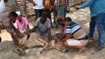 তালতলীতে প্রতিপক্ষকে খুঁজে না পেয়ে দুইটি গরু কুপিয়ে জখমের অভিযোগ