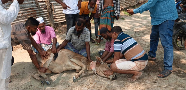 তালতলীতে প্রতিপক্ষকে খুঁজে না পেয়ে দুইটি গরু কুপিয়ে জখমের অভিযোগ