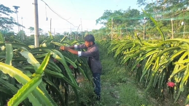 মহিপুরে ড্রাগন চাষে সফলতার দৃষ্টান্ত গড়েছেন শিক্ষিত যুবক সৌরভ