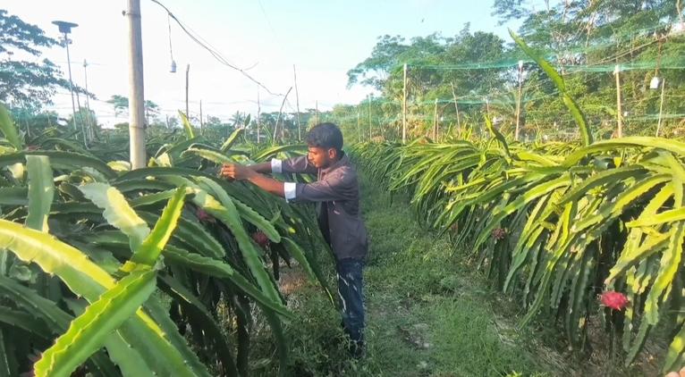 মহিপুরে ড্রাগন চাষে সফলতার দৃষ্টান্ত গড়েছেন শিক্ষিত যুবক সৌরভ