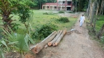 নাজিরপুরে দাতা সদস্যের বিরুদ্ধে বিদ্যালয়ের গাছ বিক্রির অভিযোগ
