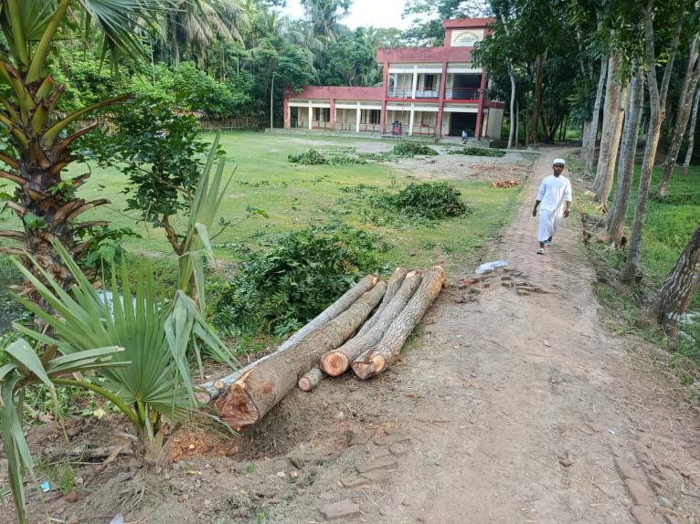 নাজিরপুরে দাতা সদস্যের বিরুদ্ধে বিদ্যালয়ের গাছ কেটে নেয়ার অভিযোগ