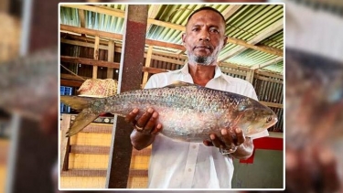ভোলার মেঘনায় রাজা ইলিশ, ৮ হাজার ৫০০ টাকায় বিক্রি