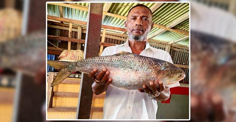 ভোলার মেঘনায় রাজা ইলিশ, ৮ হাজার ৫০০ টাকায় বিক্রি