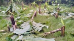 গৌরনদীতে রাতের আঁধারে কলাগাছ কেটে সাবাড়ের অভিযোগ