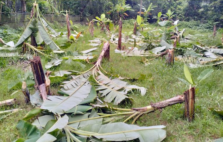 গৌরনদীতে রাতের আঁধারে কলাগাছ কেটে সাবাড়ের অভিযোগ
