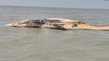 কুয়াকাটা সংলগ্ন বঙ্গোপসাগরে ভেসে বেড়াচ্ছে ৪৫ ফুট লম্বা মৃত বেলিন তিমি