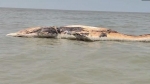 কুয়াকাটা সংলগ্ন বঙ্গোপসাগরে ভেসে বেড়াচ্ছে ৪৫ ফুট লম্বা মৃত বেলিন তিমি