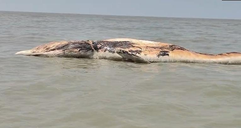 কুয়াকাটা সংলগ্ন বঙ্গোপসাগরে ভেসে বেড়াচ্ছে ৪৫ ফুট লম্বা মৃত বেলিন তিমি