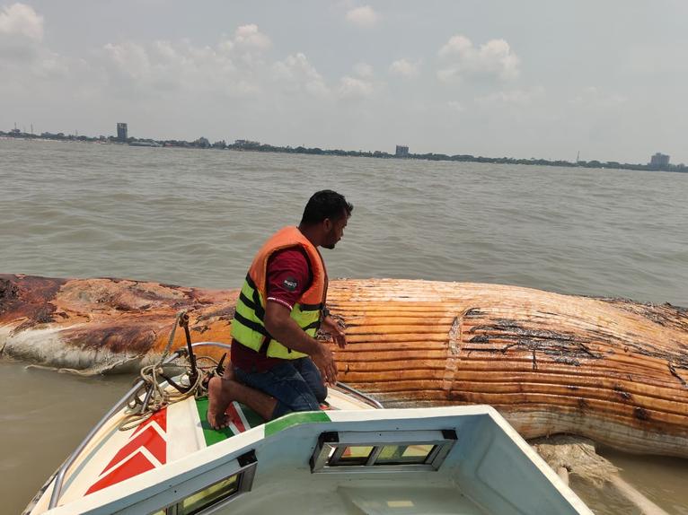কুয়াকাটা সংলগ্ন বঙ্গোপসাগরে ভেসে বেড়াচ্ছে ৪৫ ফুট লম্বা মৃত বেলিন তিমি