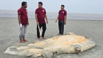 কুয়াকাটা সৈকতে আবারও ভেসে এলো মৃত বেলিন তিমি