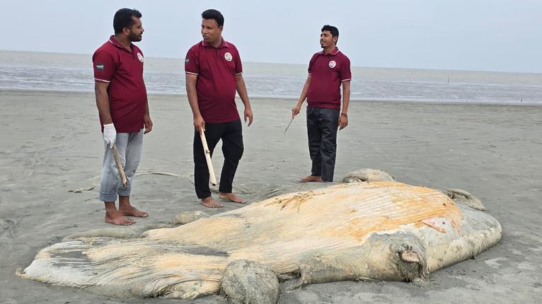 কুয়াকাটা সৈকতে আবারও ভেসে এলো মৃত বেলিন তিমি