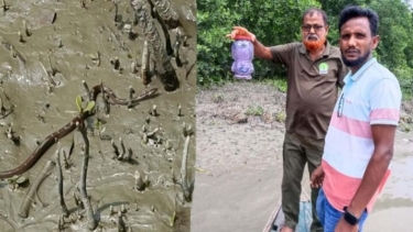 ইউএনওর বাসভবন থেকে সাপ উদ্ধার, সুন্দরবনে অবমুক্ত
