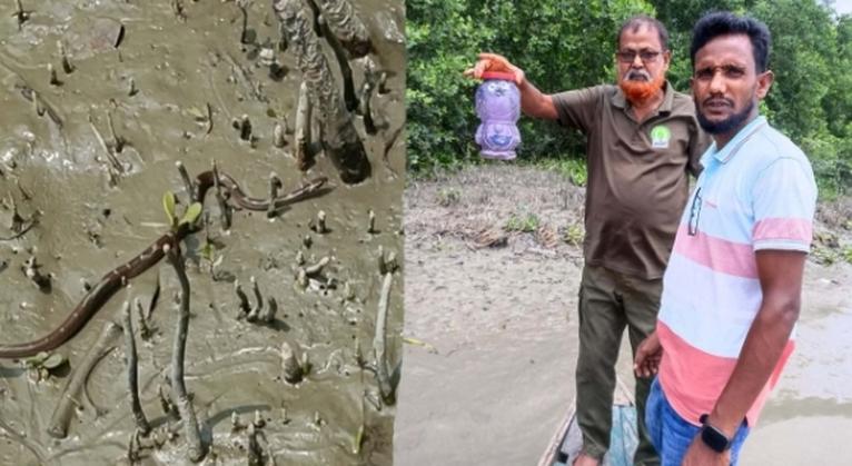 ইউএনওর বাসভবন থেকে সাপ উদ্ধার, সুন্দরবনে অবমুক্ত