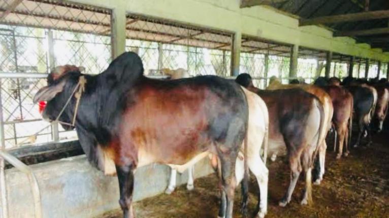গভীর রাতে গোয়ালঘর থেকে ১০ গরু চুরি, সর্বস্ব হারিয়ে খামারির আহাজারি