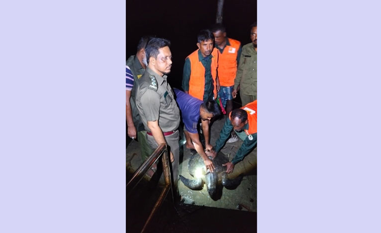 কয়রায় ৩০ কেজির সামুদ্রিক কচ্ছপ উদ্ধার, নদীতে অবমুক্ত