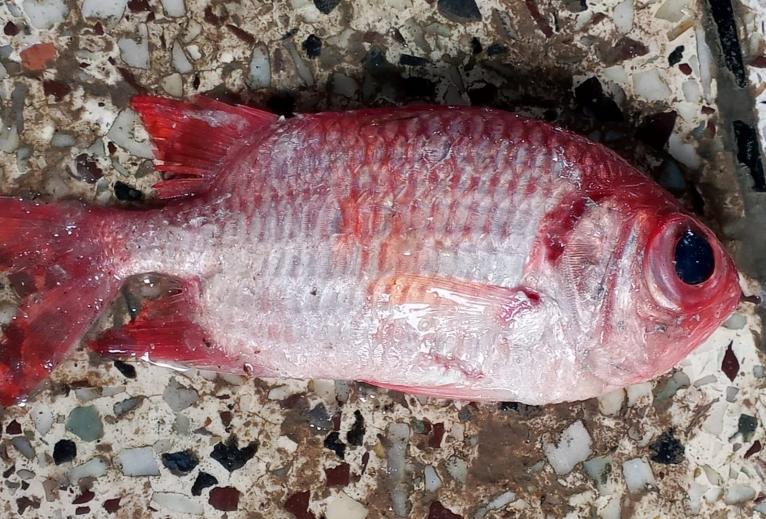 কুয়াকাটায় জেলের জালে ধরা পড়ল আকর্ষণীয় সোলজারফিশ