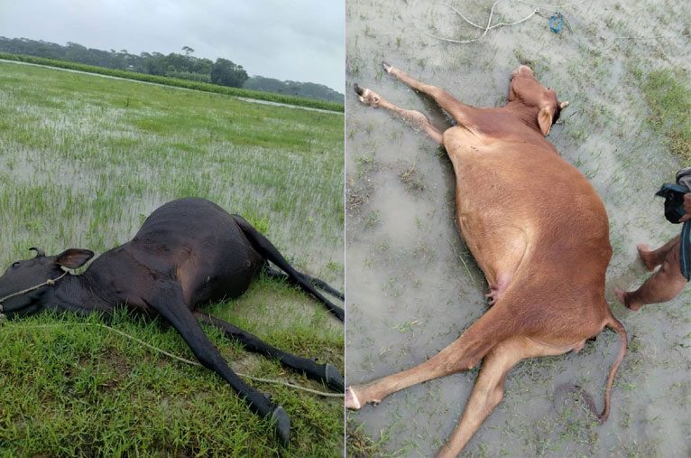 গলাচিপায় বজ্রপাতে চারটি গরুর মৃত্যু