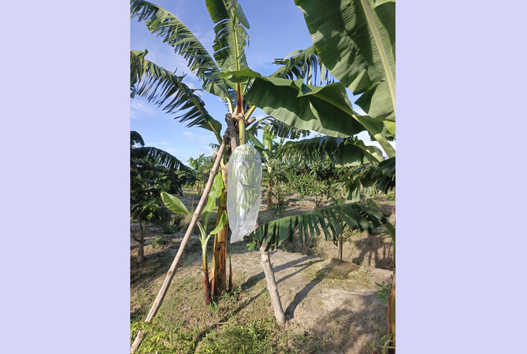 দশমিনায় জি-৯ কলার বাণিজ্যিক চাষে নতুন সম্ভাবনা
