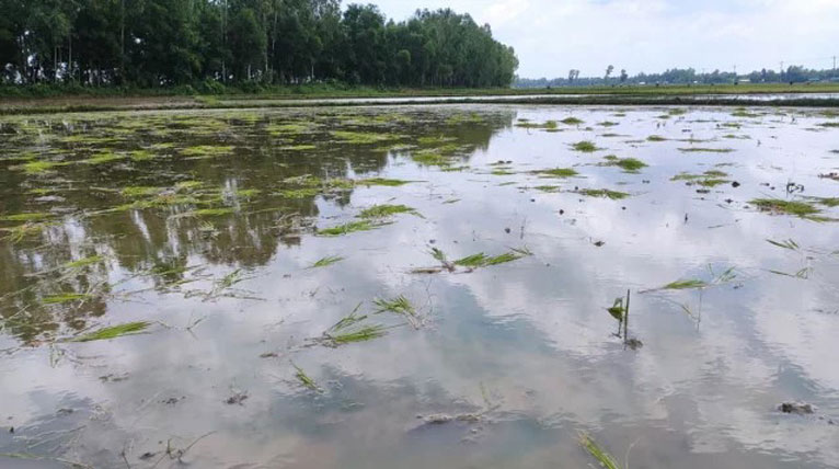 আমতলীতে ধানের চারা উপড়ে ফেলার প্রতিবাদ করায় দুই দিন অবরুদ্ধ রাখার দাবি