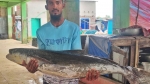 কুয়াকাটা সংলগ্ন সাগরে জেলের জালে ২০ কেজির সামুদ্রিক শোল, বিক্রি ১৪ হাজার টাকায়