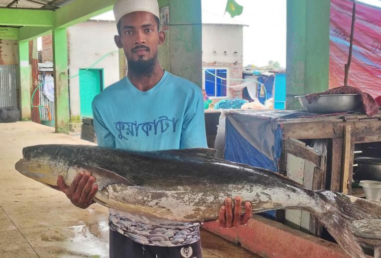 কুয়াকাটা সংলগ্ন সাগরে জেলের জালে ২০ কেজির সামুদ্রিক শোল, বিক্রি ১৪ হাজার টাকায়