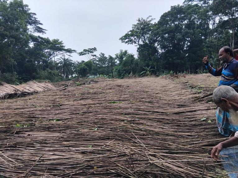 টানা বর্ষণে বাউফলে অর্ধশতাধিক পানের বরজ বিধ্বস্ত, বিপাকে সহস্রাধিক চাষি