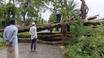 <small>৩ হাজার গ্রাহক বিদ্যুৎহীন </small> পটুয়াখালী শহরে প্রবল বাতাসে উপড়ে বিদ্যুতের খুঁটির ওপর চাম্বল গাছ