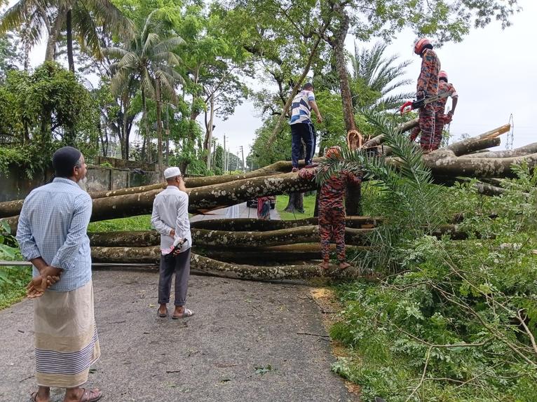 পটুয়াখালী শহরে প্রবল বাতাসে উপড়ে বিদ্যুতের খুঁটির ওপর চাম্বল গাছ, ৩ হাজার গ্রাহক বিদ্যুৎহীন