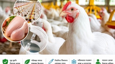 ফার্মের মুরগি: প্লেটে প্রতিদিনের প্রোটিন, নাকি অজানা স্বাস্থ্যঝুঁকি?