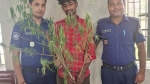 কাউখালীতে গাঁজাগাছসহ যুবক গ্রেপ্তার