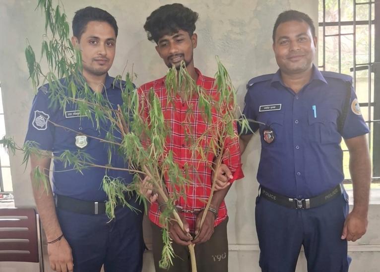 কাউখালীতে গাঁজাগাছসহ যুবক গ্রেপ্তার