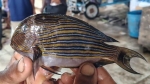 কুয়াকাটার গভীর সাগরে ধরা পড়ল বিরল ‘লাইন্ড সার্জনফিশ’