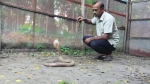 কোটি টাকার ভেনম উৎপাদনের সক্ষমতা, তবুও বিপাকে পটুয়াখালীর সাপের খামার