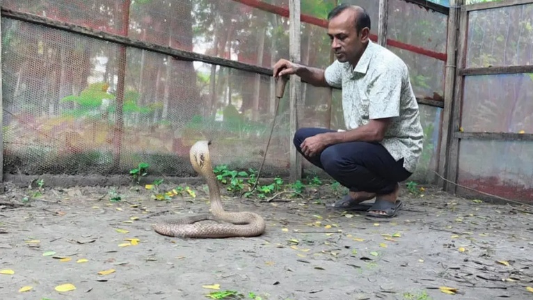 সাপের খামারি আব্দুর রাজ্জাক বিশ্বাস ও তাঁর খামারের একটি বিষধর সাপ। ছবি: সংগৃহীত