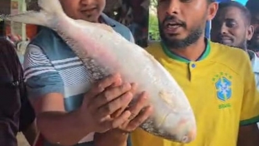 কুয়াকাটা সংলগ্ন সাগরে ধরা ২ কেজির ইলিশ বিক্রি প্রায় ৭ হাজার টাকায়