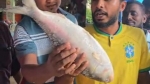 কুয়াকাটা সংলগ্ন সাগরে ধরা ২ কেজির ইলিশ বিক্রি প্রায় ৭ হাজার টাকায়