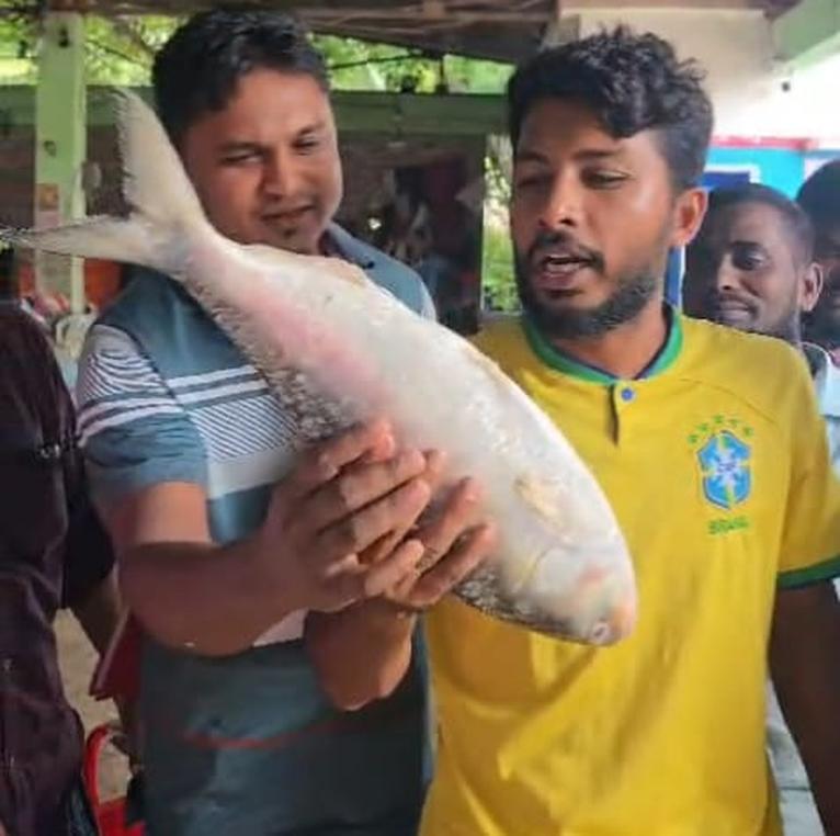 কুয়াকাটা সংলগ্ন সাগরে ধরা ২ কেজির ইলিশ বিক্রি প্রায় ৭ হাজার টাকায়