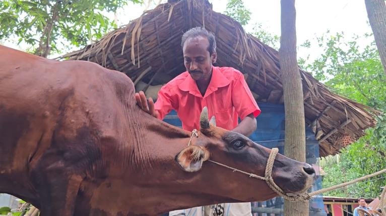 বরগুনায় লাম্পি স্কিন ও ক্ষুরা রোগের ভয়াবহ প্রাদুর্ভাব, বিপর্যস্ত খামারিরা