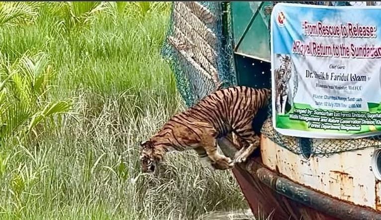 শিকারির ফাঁদে আহত সেই বাঘিনী ফিরল সুন্দরবনে, ছয় মাস পর অবমুক্ত