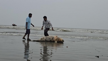 আবারও কুয়াকাটা সৈকতে মৃত ইরাবতী ডলফিন, বাড়ছে উদ্বেগ