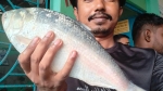 কুয়াকাটায় ২ কেজি ১০০ গ্রামের ইলিশ বিক্রি হলো ৬ হাজার ৮২৫ টাকায়