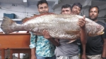 বঙ্গোপসাগরে ধরা পড়ল ২২ কেজির বিরল দাতিনা ভোল, বিক্রি সাড়ে ৩ লাখে