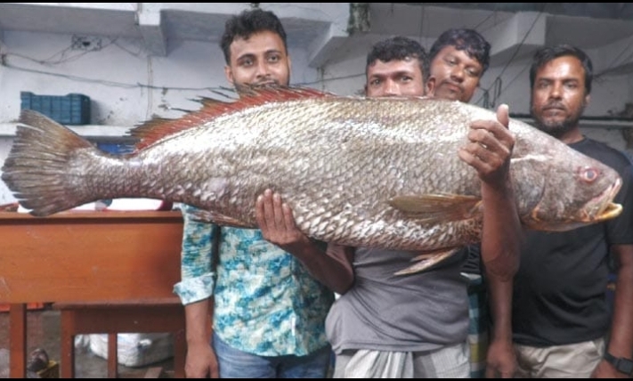 বঙ্গোপসাগরে ধরা পড়ল ২২ কেজির বিরল দাতিনা ভোল, বিক্রি সাড়ে ৩ লাখে