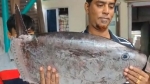 কুয়াকাটায় জেলের জালে বিরল স্লেন্ডার সানফিশ, দেখতে মানুষের ভিড়